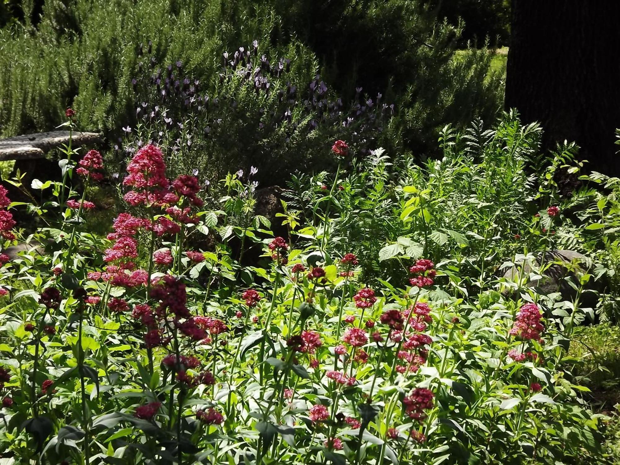 Backyard Garden Oasis Bed & Breakfast Middletown Eksteriør bilde